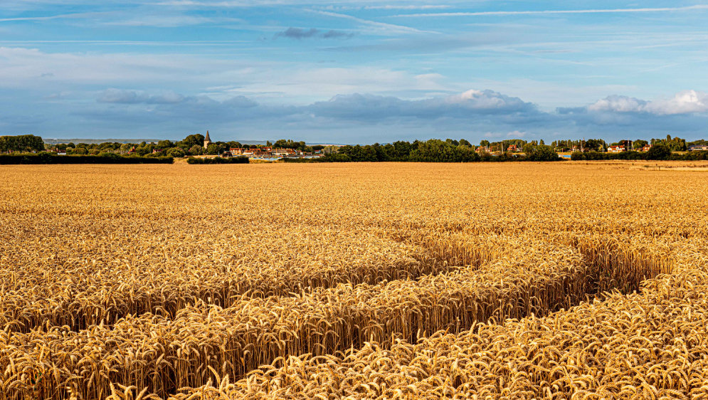 Wheat field